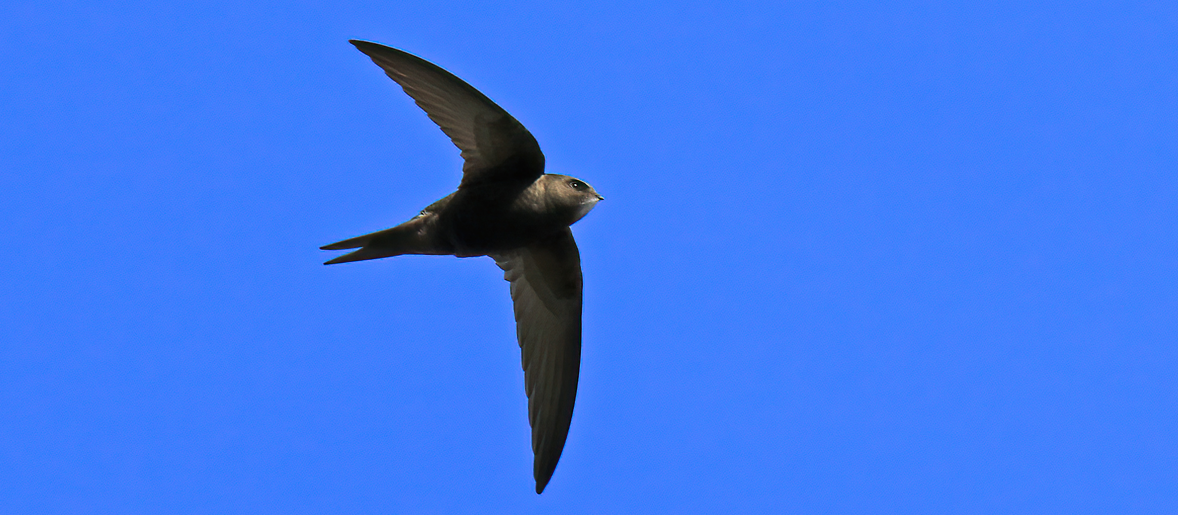 Martinet noir_ Lionel Maumary_crop