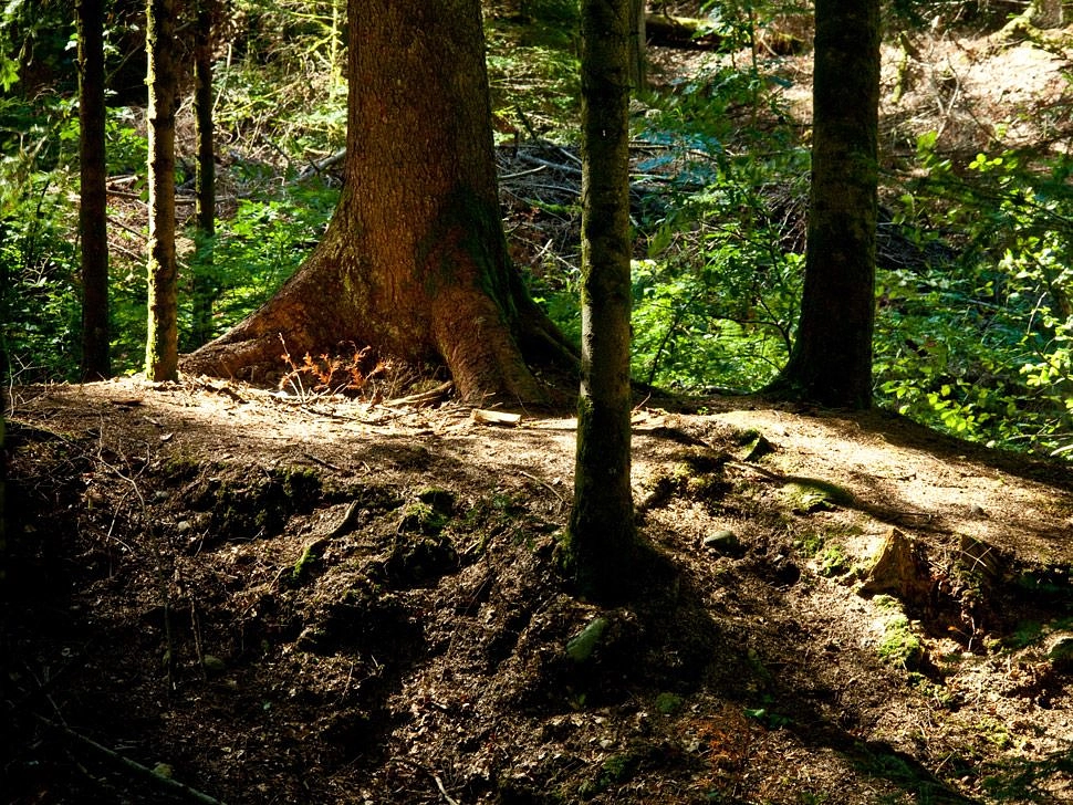 Image média: Bois du Jorat