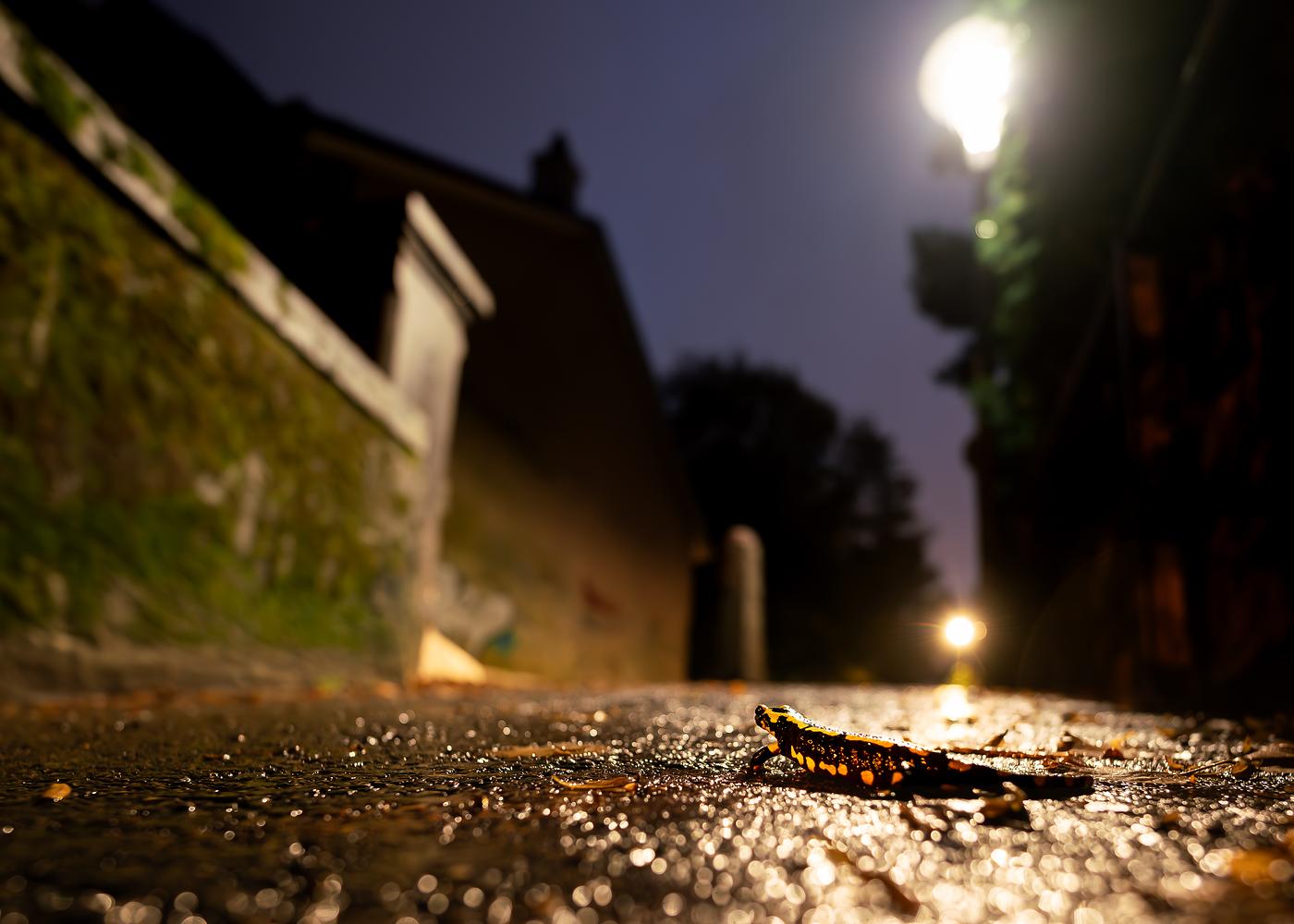 © Gaël Boillat - Nos voisins sauvages