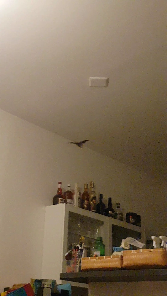 Image média: Pipistrelli in volo!