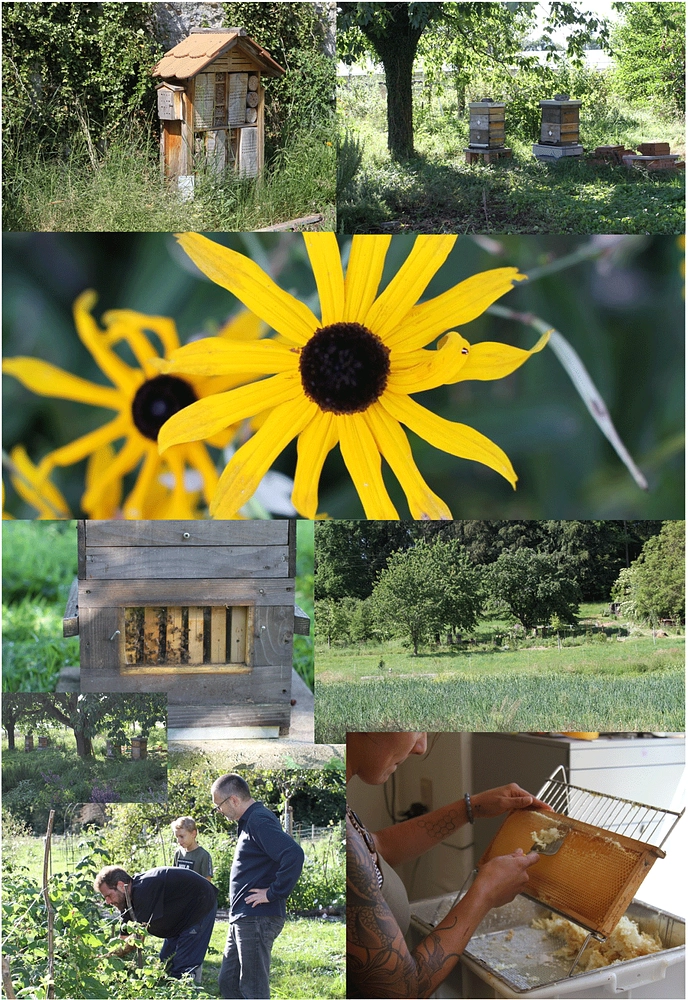 Image média: Rucher pédagogique