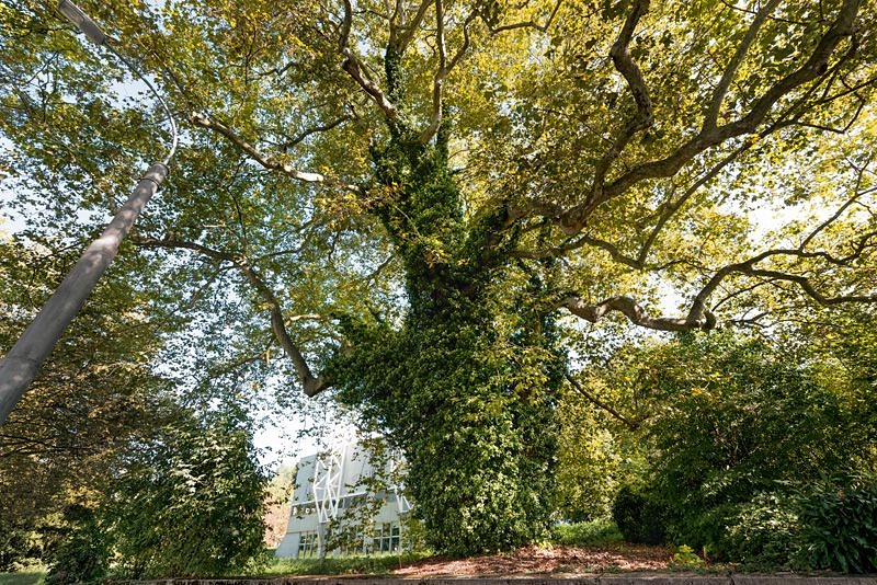 Image média: Avenue de Rhodanie