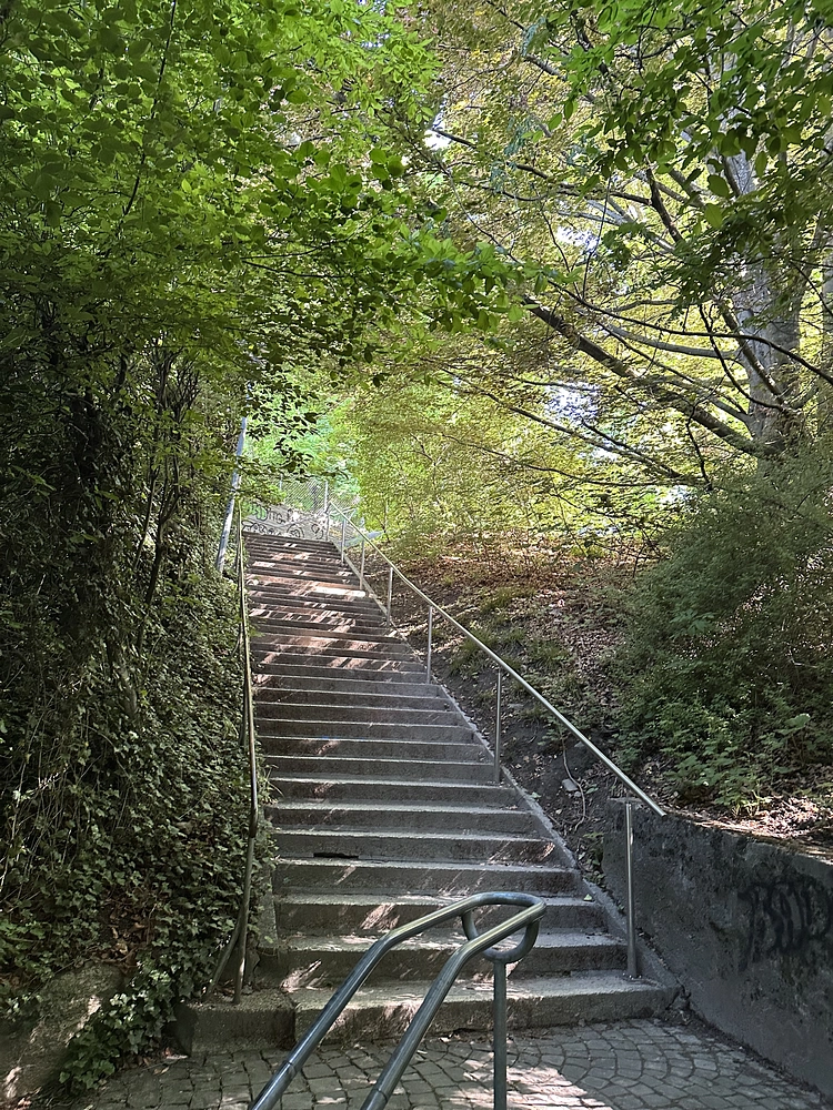 Image média: Promenade sous canopé quasi parfaite