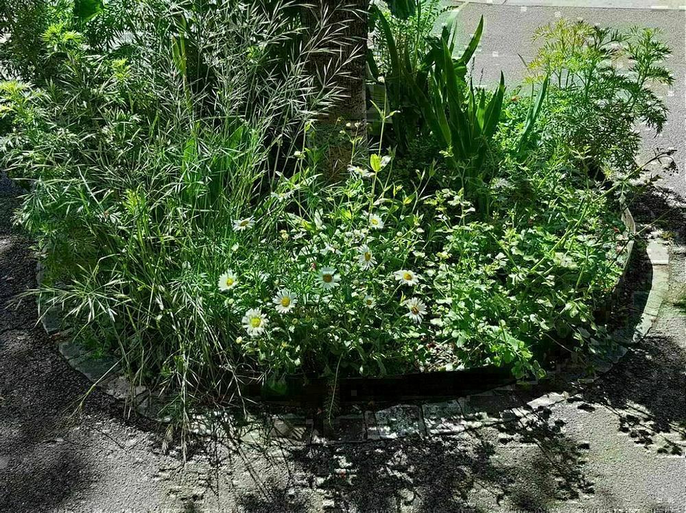 Image média: Jardins de poche