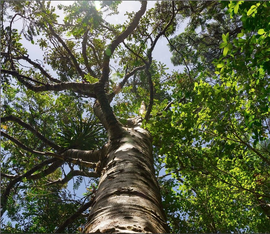 Image média: Forêt de la Vallombreuse