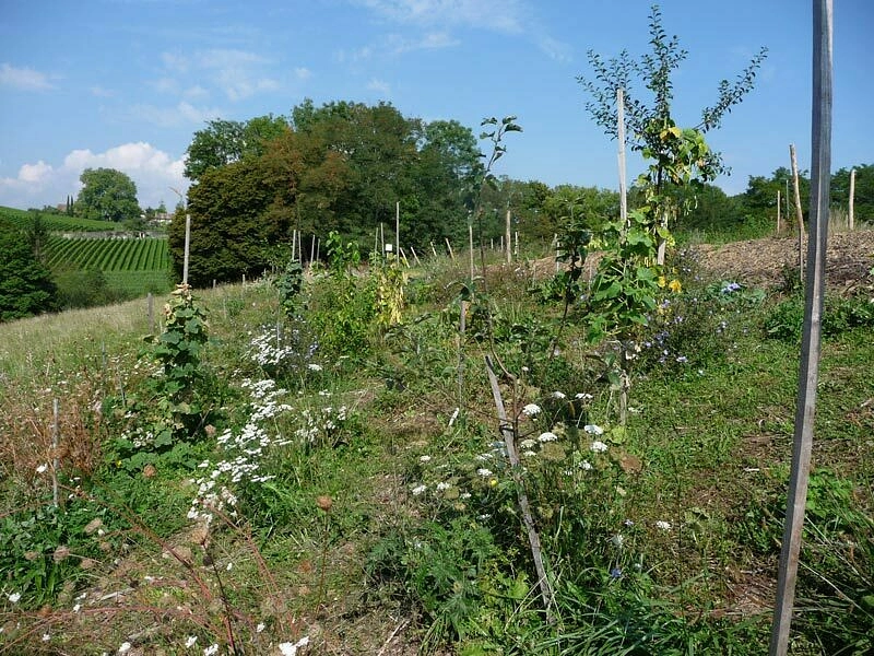 Image média: Faire du Parc de l'Hermitage un grand verger avec une mare.