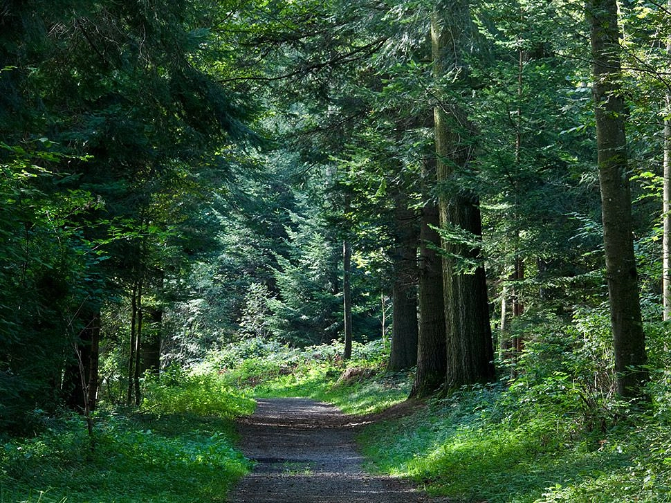 Image média: Bois de Vernand-Dessous