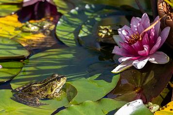 © Olivia Bazin - Nos voisins sauvages