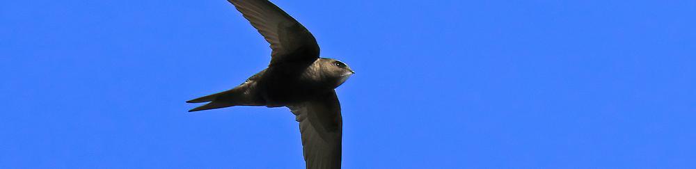 Image média: Repérons les martinets, hirondelles et chauves-souris!