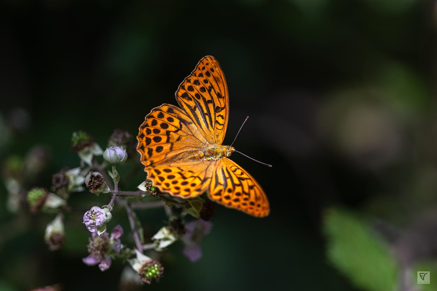 © Francis Vilbois - Nos voisins sauvages