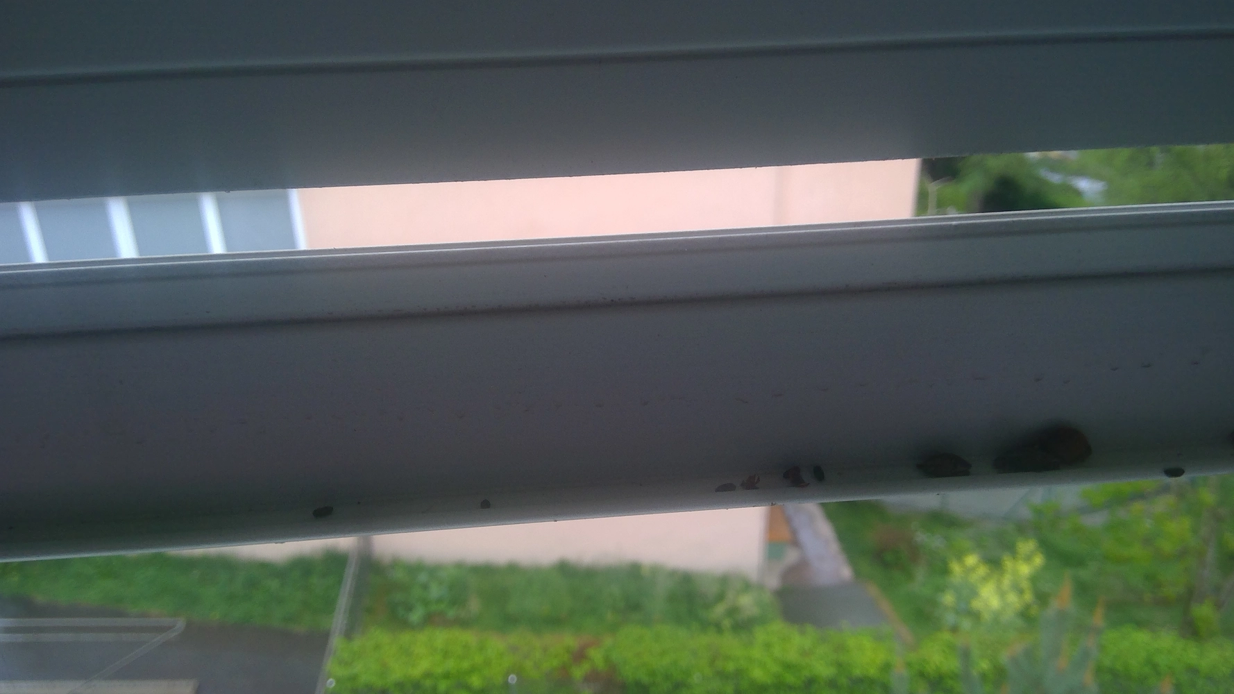 Image média: Crottes de chauve-souris, ainsi que des petites coques de faîne, à l'intérieur d'un store.