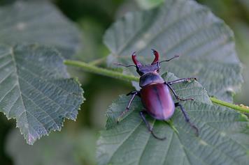 © Jérôme Klotz - Nos voisins sauvages