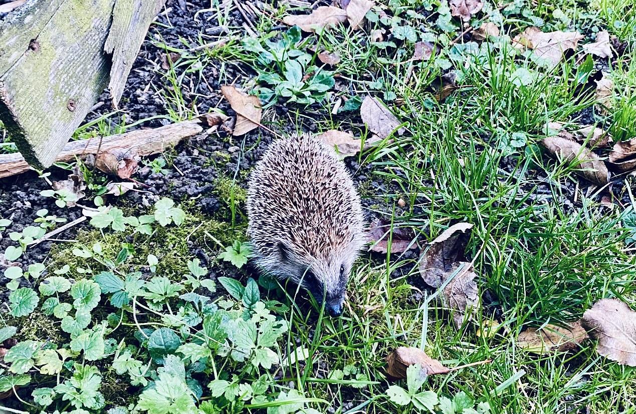 © Line Golestani - Nos voisins sauvages