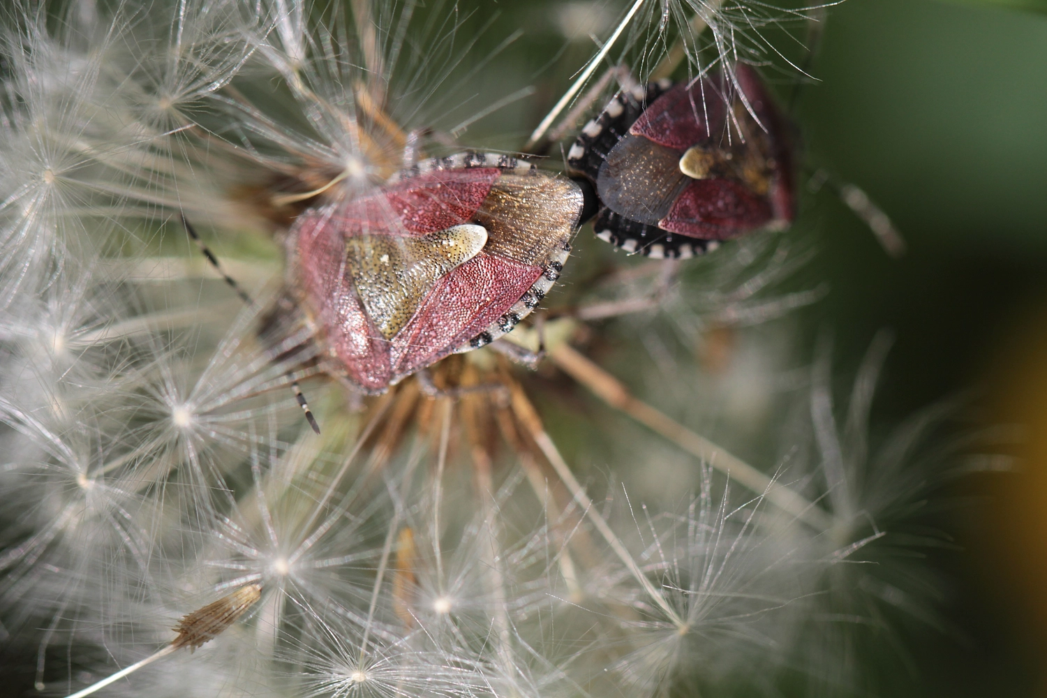 Image média: Formations gratuites sur la biodiversité des insectes en ville