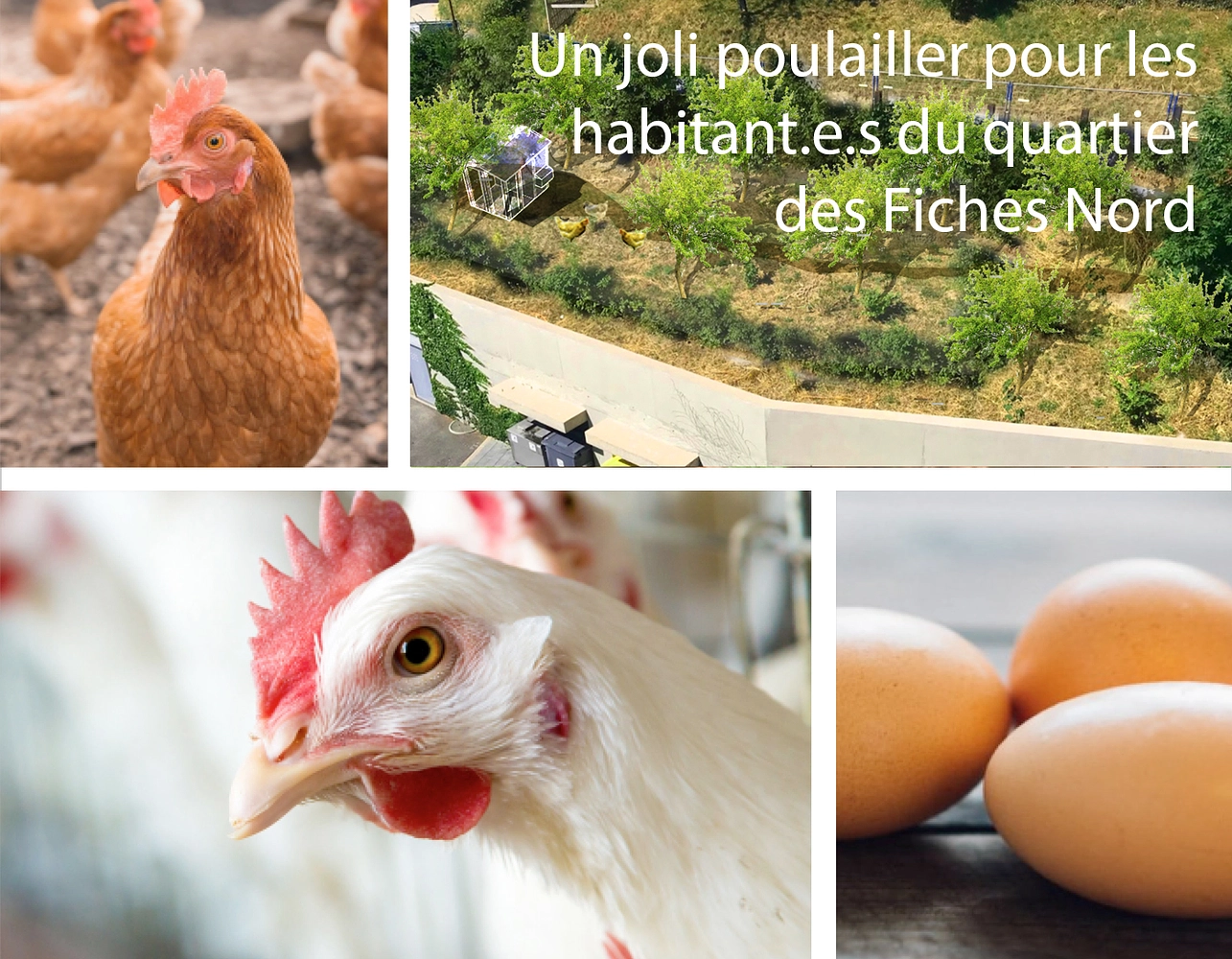 Image média: Poulailler les &quot;Poules Nord&quot;