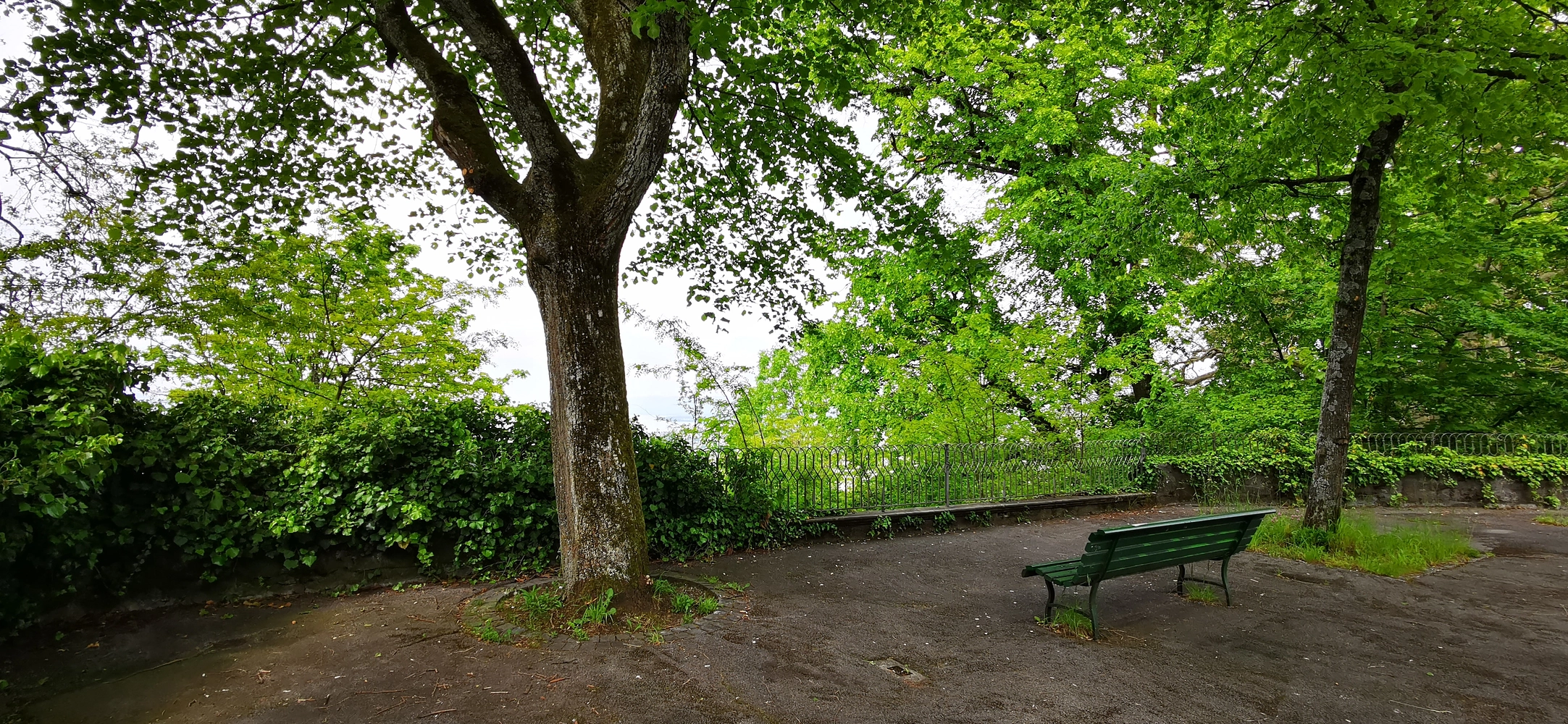 Media picture: Tree pruning at certain vantage points in Lausanne, for the benefit of our seniors who have difficulty walking