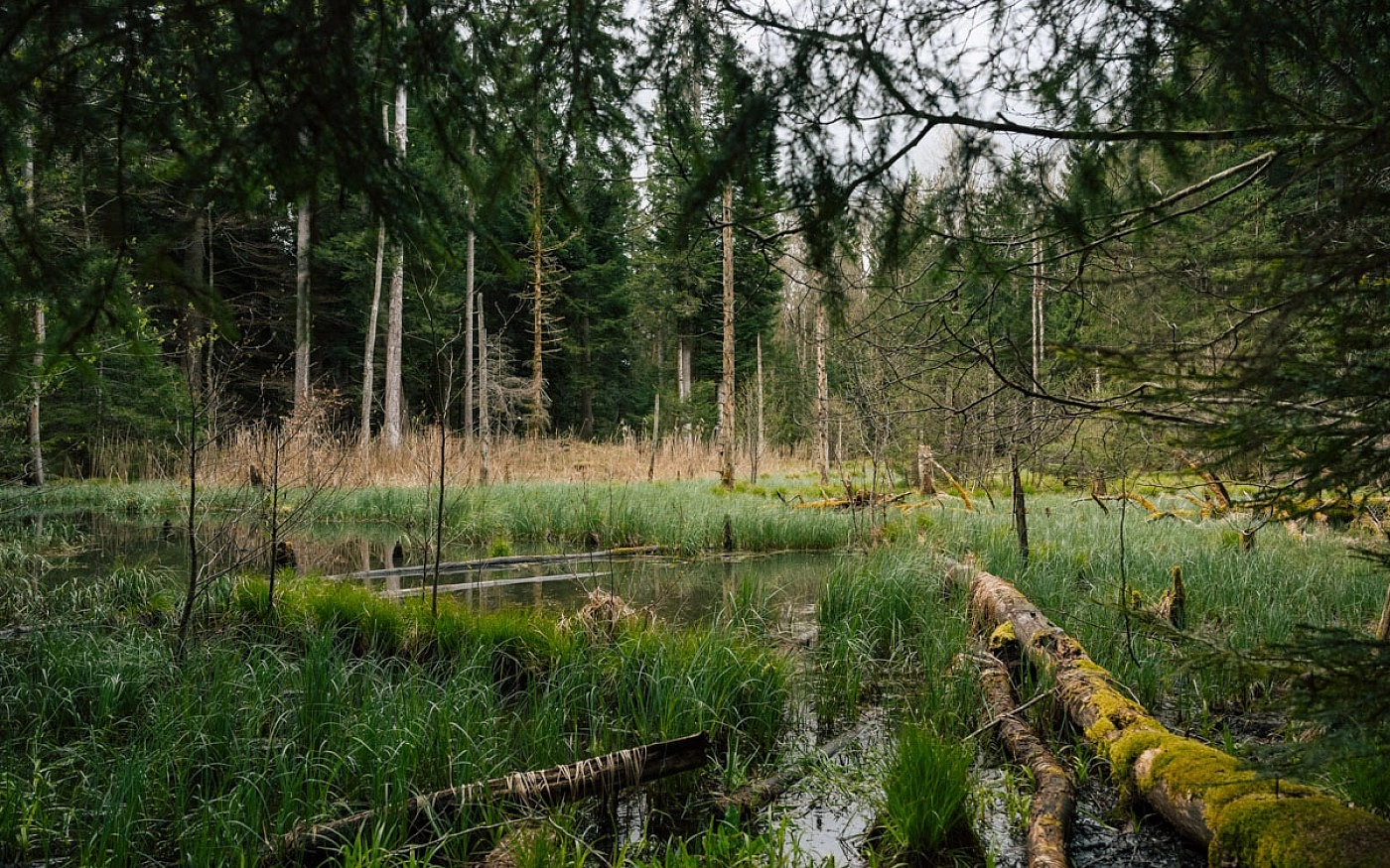 Image média: Parc naturel du Jorat