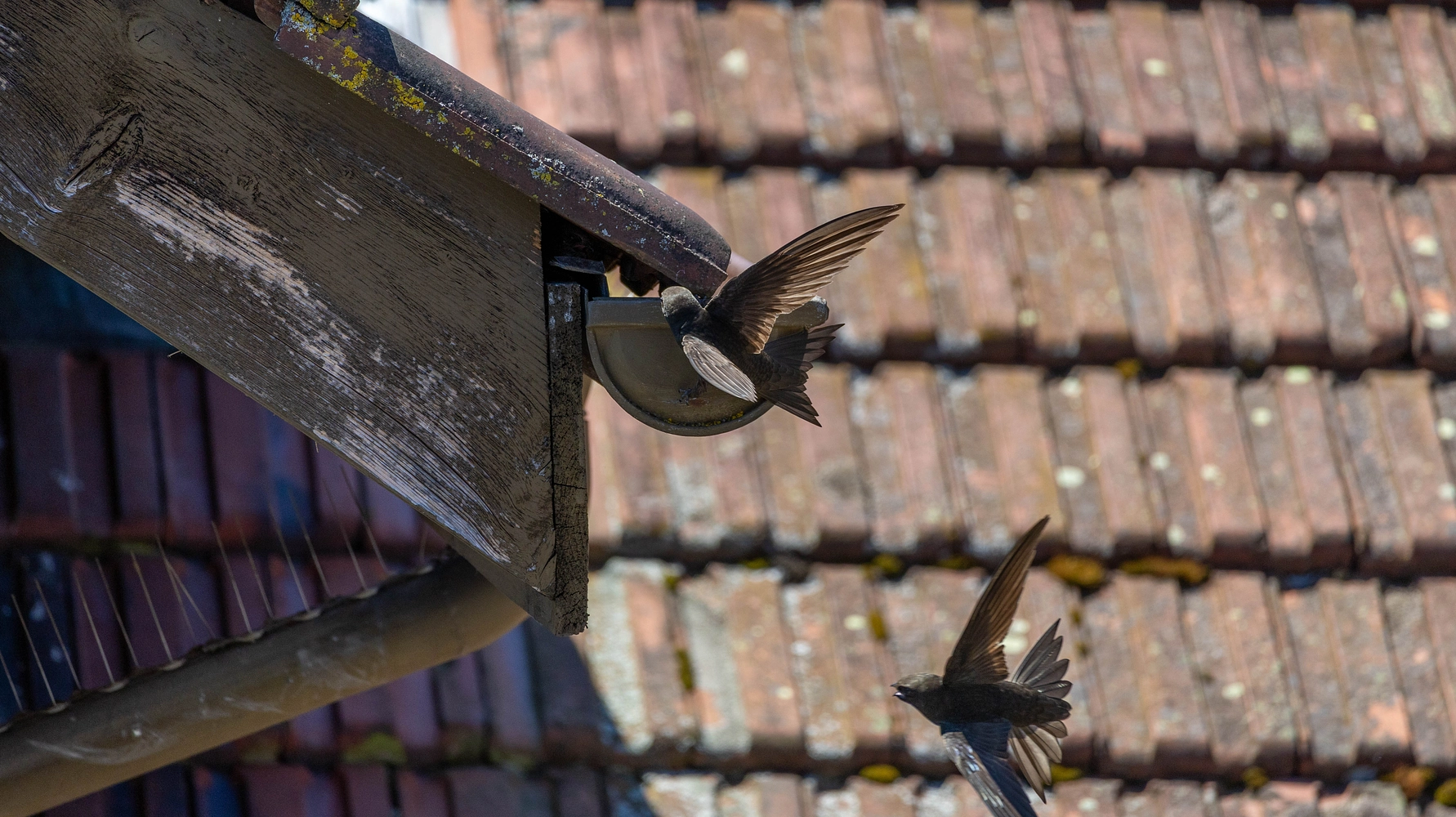 Image média: Il y a plusieurs nids de martinets aux bâtiments de la rue des Crêtes 5 et 7 et sur les bâtiments au chemin des Lilas