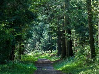 Bois de Vernand-Dessus